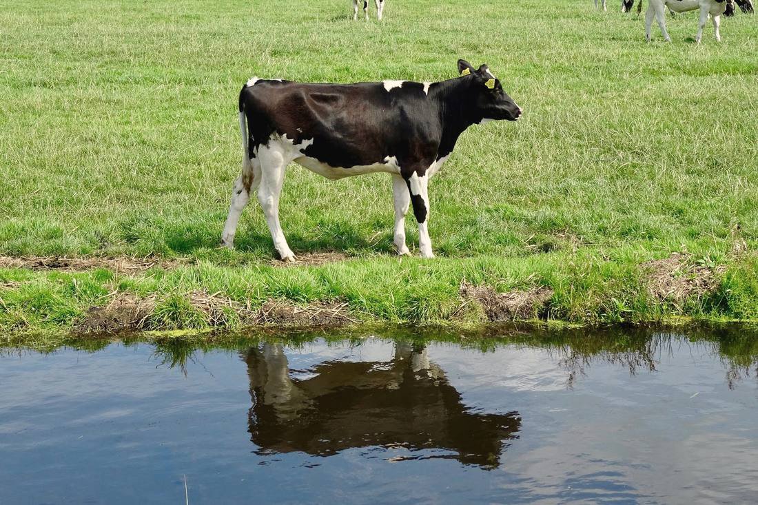 Lavameel op grasland: 1.000 kg per hectare, elk jaar