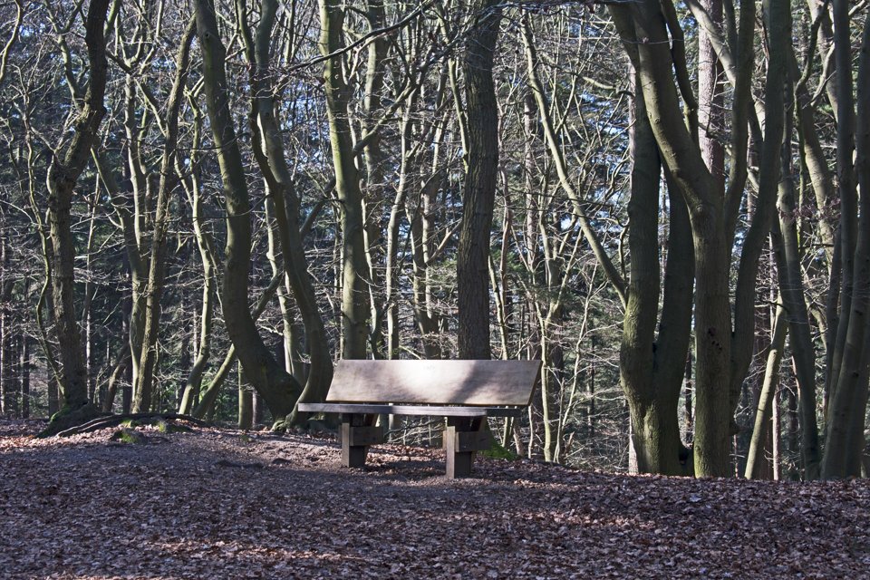 Bos op zandgrond