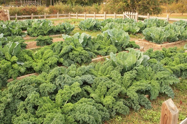 Een seizoen lang een vruchtbare moestuin: bedden, compost en lavameel